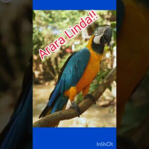 Arara Linda! Viva a natureza!. Obrigado meu Deus.#animal, #aves ,#maenatureza.#shortsviral .