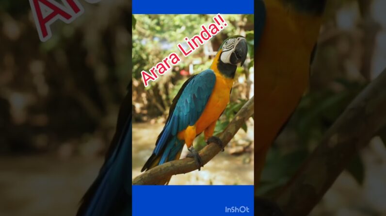 Arara Linda! Viva a natureza!. Obrigado meu Deus.#animal, #aves ,#maenatureza.#shortsviral .