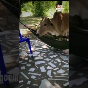 A vaca perdeu a paciência - Animais Dublados Binho e Mel