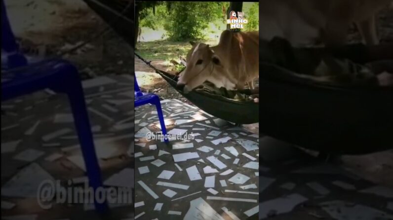 A vaca perdeu a paciência - Animais Dublados Binho e Mel