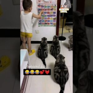 Aula pra não arranhar o sofá - Animais Dublados Binho e Mel