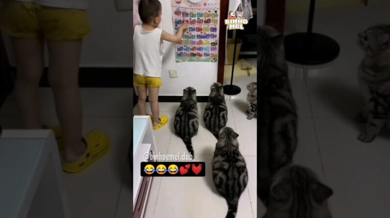 Aula pra não arranhar o sofá - Animais Dublados Binho e Mel