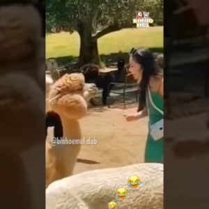 Beijo surpresa 😂 - Animais Dublados Binho e Mel