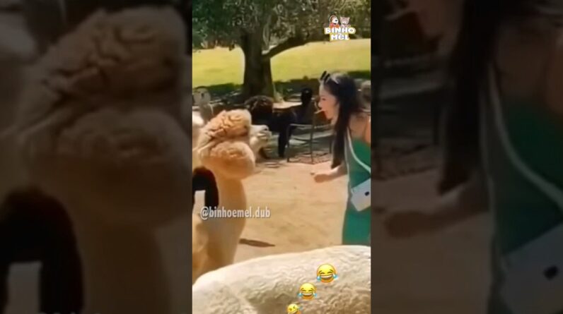 Beijo surpresa 😂 - Animais Dublados Binho e Mel