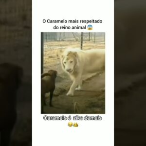Caramelo dando a Bença #caramelando #petcaramelando #trowinstore