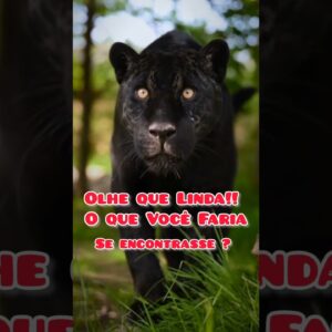Olhe que linda! O que Você faria se encontrasse com uma dessa? #animals #maenatureza #leoes #shorts.