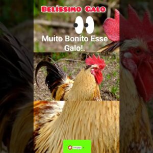 Belíssimo Galo! #animals #maenatureza #nature #aves #shortsviral #animal#shorts.