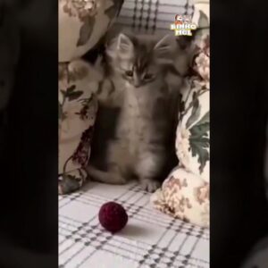 Fofo e corajoso 😍 - Animais Dublados Binho e Mel