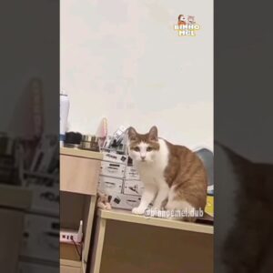 Gatinho revoltado 😅 - Animais Dublados Binho e Mel