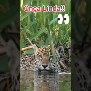Belíssima Felina! onça pintada.viva a natureza! música de fundo,barulhos das águas pássaro. #shorts