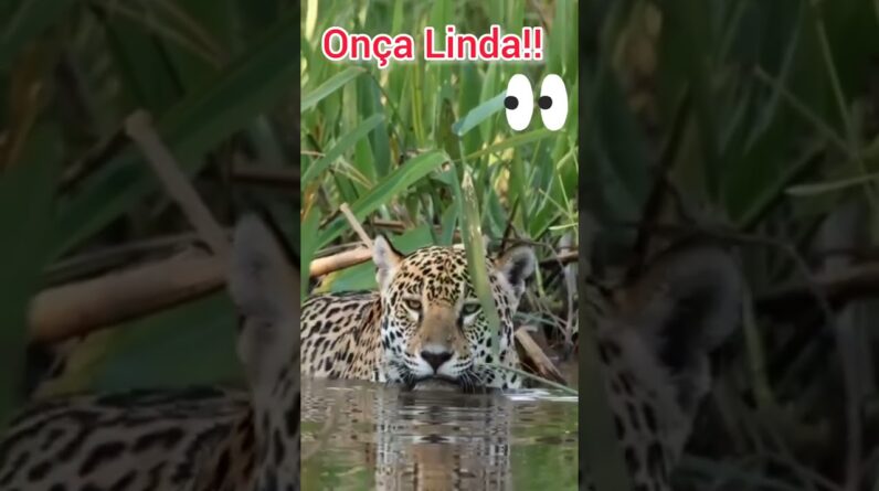 Belíssima Felina! onça pintada.viva a natureza! música de fundo,barulhos das águas pássaro. #shorts