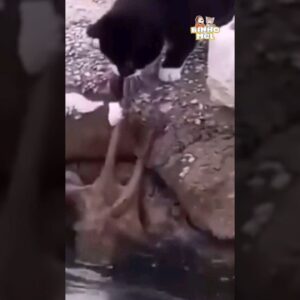 O gato pescou o peixe errado - Animais Dublados Binho e Mel