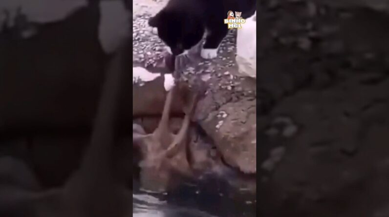 O gato pescou o peixe errado - Animais Dublados Binho e Mel