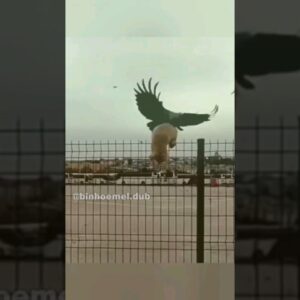O tapinha ajudou - Animais Dublados Binho e Mel