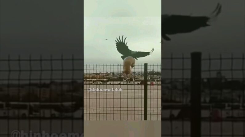O tapinha ajudou - Animais Dublados Binho e Mel