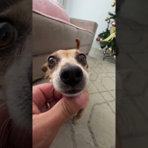 Olha o tamanho Carol