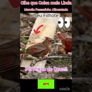 Olhe que Coisa mais linda da Natureza! #aves #maenatureza #animals #animais
