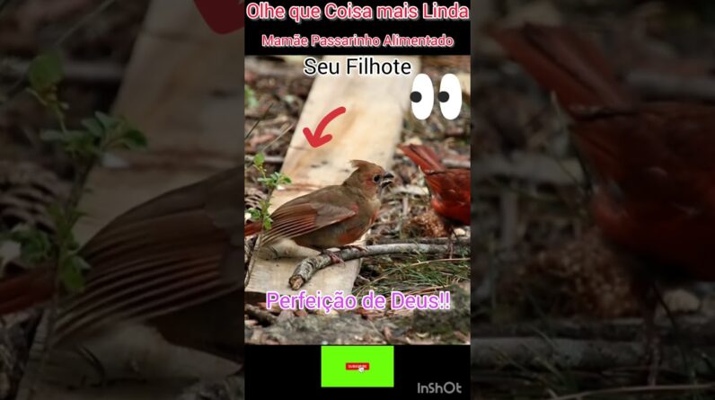 Olhe que Coisa mais linda da Natureza! #aves #maenatureza #animals #animais