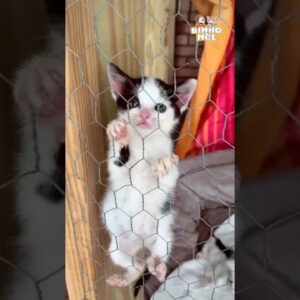 A fuga mais fofa que você verá😍 - Animais Dublados Binho e Mel