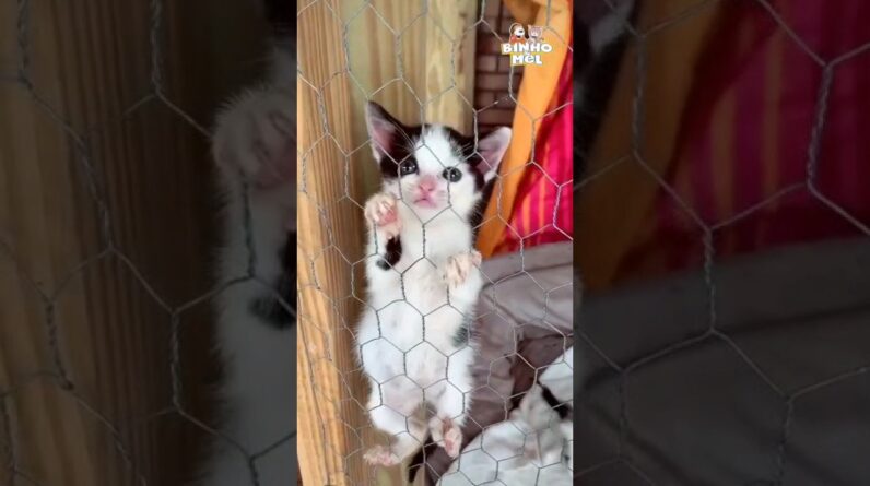 A fuga mais fofa que você verá😍 - Animais Dublados Binho e Mel