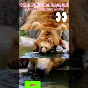 Belíssima Imagem! Urso na Natureza lindo demais!#maenatureza #animals #animal #shortsviral #shorts.