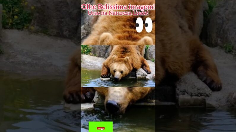Belíssima Imagem! Urso na Natureza lindo demais!#maenatureza #animals #animal #shortsviral #shorts.