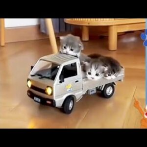 O video mais Fofo que você verá ❤️😍 - Animais Dublados - Binho e Mel