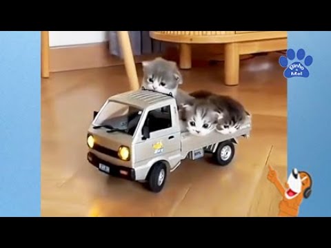 O video mais Fofo que você verá ❤️😍 - Animais Dublados - Binho e Mel