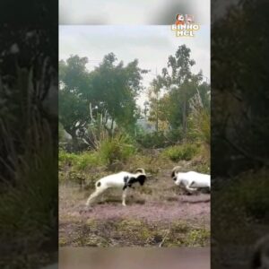 Briga de Cabra Macho Estranha😂- Animais Dublados Binho e Mel