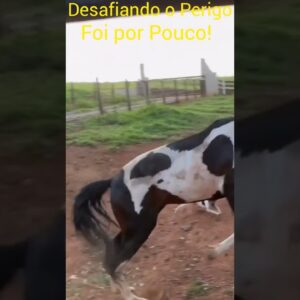 Cãozinho desafiando Perigo!#maenatureza #animals #animal #shortsviral .