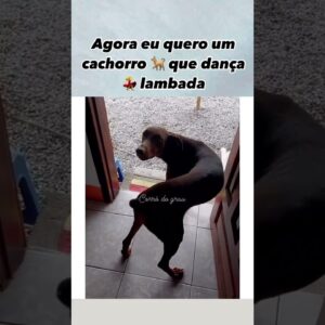 Dançando uma lambada de leve #petcaramelando