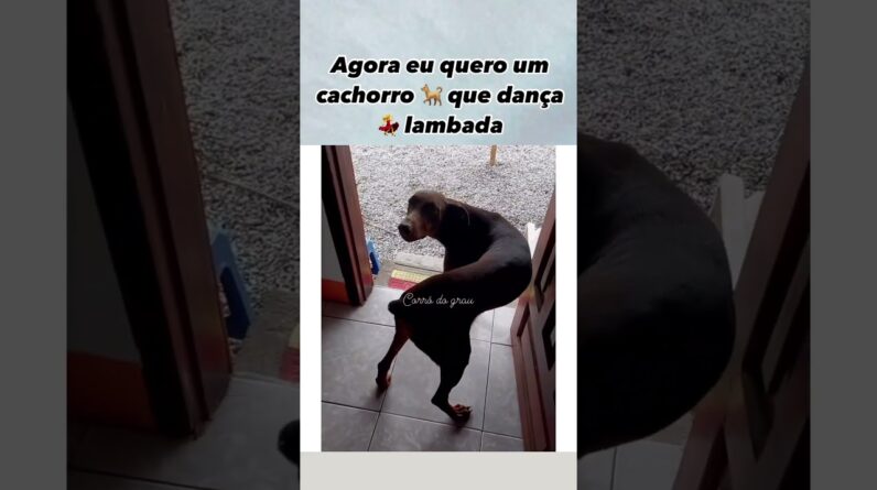 Dançando uma lambada de leve #petcaramelando