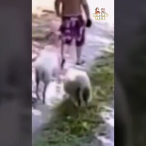 Foi mexer com os Bodes - Animais Dublados Binho e Mel