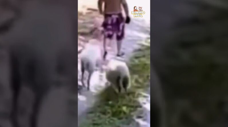 Foi mexer com os Bodes - Animais Dublados Binho e Mel