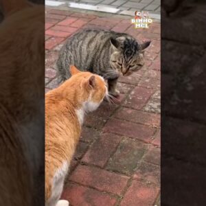 Foi pego traindo a mulher - Animais Dublados Binho e Mel