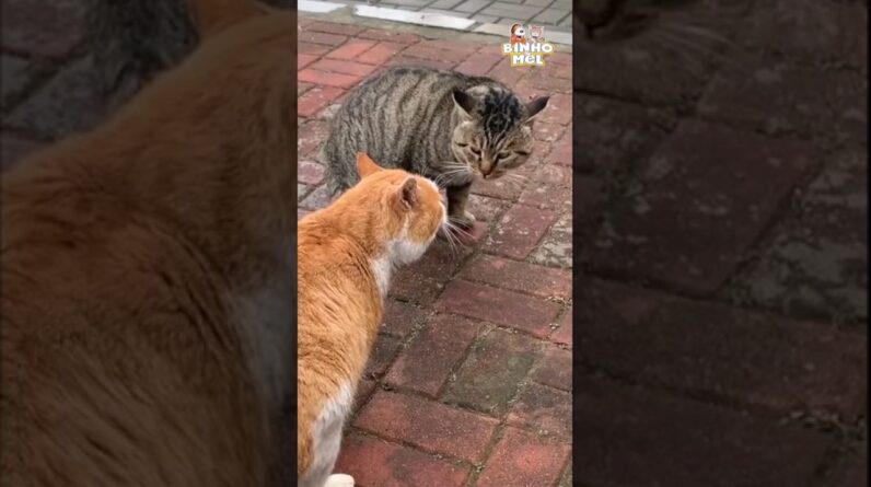 Foi pego traindo a mulher - Animais Dublados Binho e Mel
