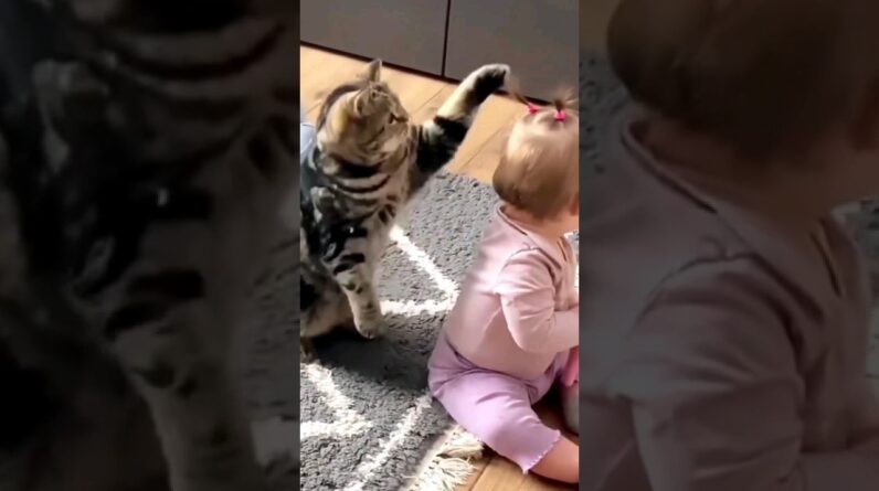 Gato Espantado com o Penteado da Bebê - Animais Dublados Binho e Mel