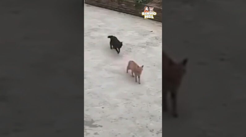 Gato Ninja salva amigo - Animais Dublados Binho e Mel