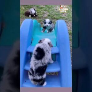 O video mais fofo de hoje 😍😍😍 - Animais Dublados Binho e Mel