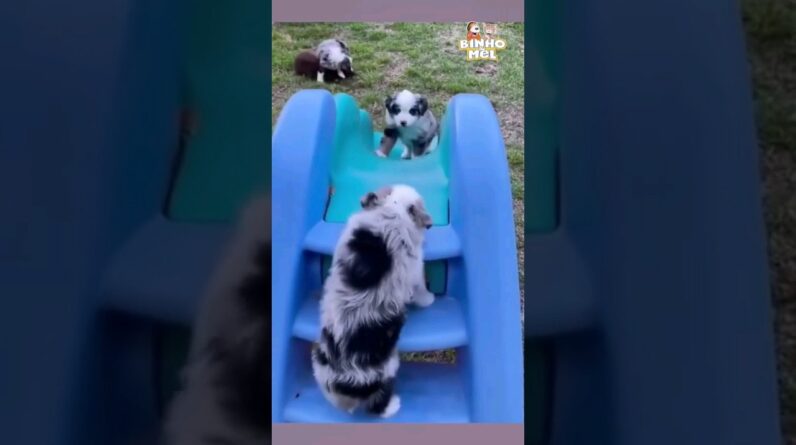 O video mais fofo de hoje 😍😍😍 - Animais Dublados Binho e Mel