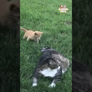 O Ataque mais fofo 😍 - Animais Dublados Binho e Mel
