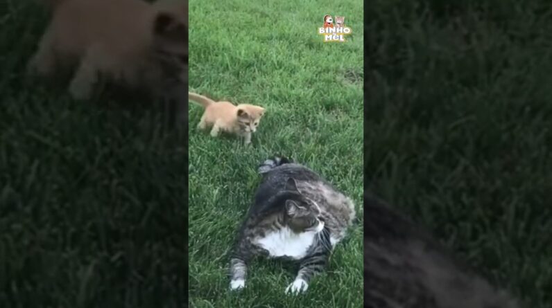 O Ataque mais fofo 😍 - Animais Dublados Binho e Mel