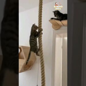 O Gato Ninja mais fofo que vc verá😍 - Animais Dublados Binho e Mel