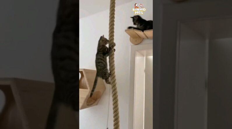 O Gato Ninja mais fofo que vc verá😍 - Animais Dublados Binho e Mel