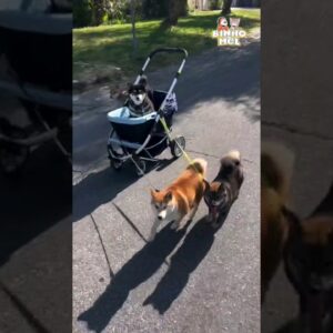 Quem é o chefe ? - Animais Dublados Binho e Mel