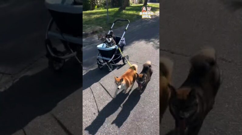 Quem é o chefe ? - Animais Dublados Binho e Mel