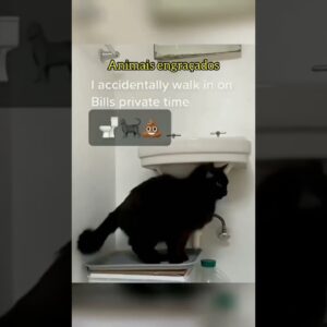 #animaisengraçados #funnyvideo #funnydogs #funnyanimal #videostatus #shorts #shortsvideo