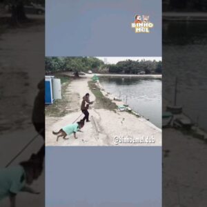 Cachorro pesca peixe com vara 😯 - Animais Dublados Binho e Mel