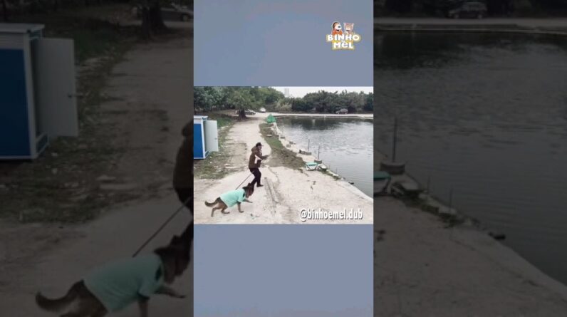 Cachorro pesca peixe com vara 😯 - Animais Dublados Binho e Mel