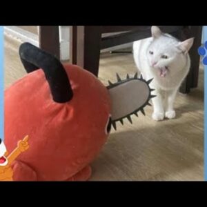Animais Engraçados - Animais Dublados Binho e Mel  #20
